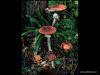 Fly Agaric